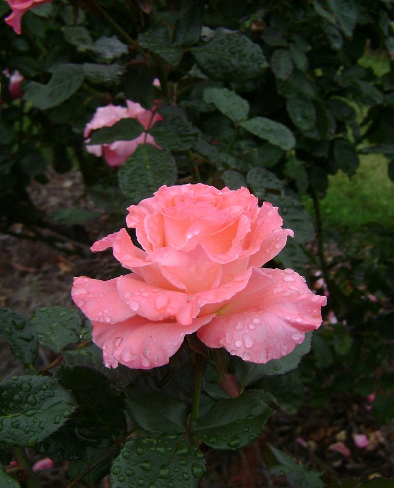 a-DSC05300.JPG