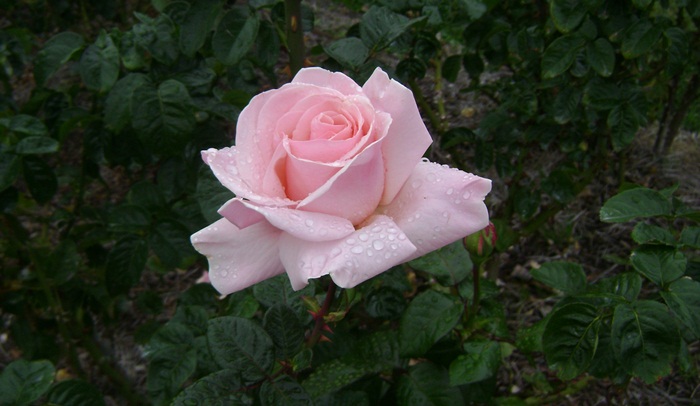 a-DSC05309.JPG