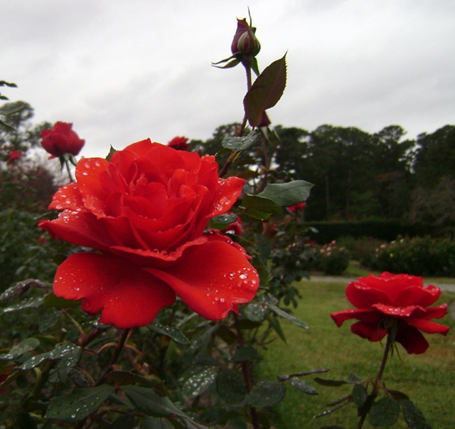 a-DSC05321.JPG