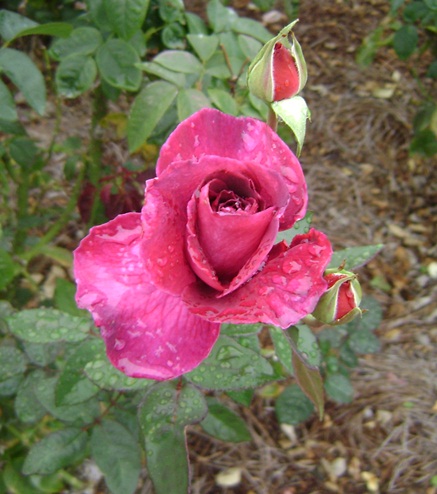 a-DSC05329.JPG