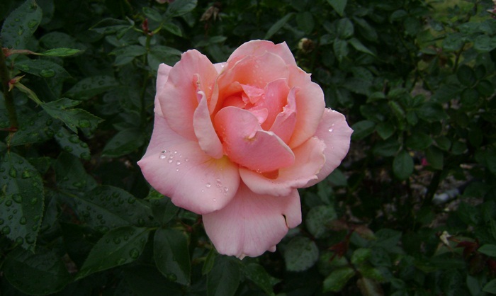 a-DSC05342.JPG