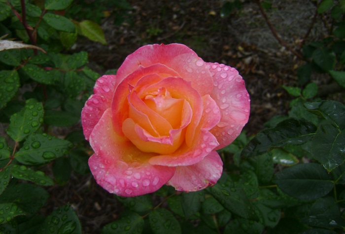 a-DSC05348.JPG