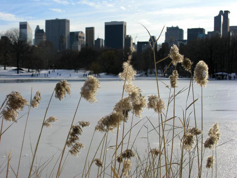 NY Central Park  2-5.JPG