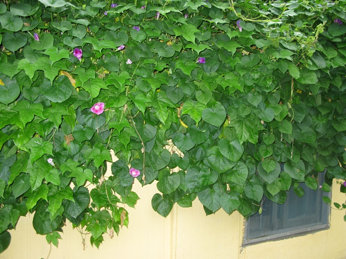 IMG_8851.JPG
