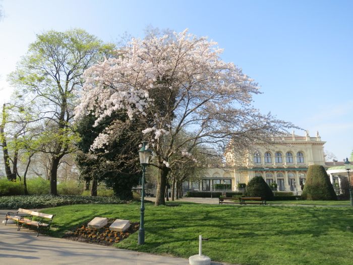 Kirschbluehte Stadtpark 1.jpg