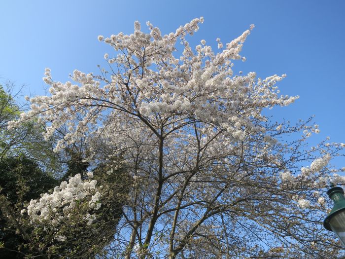 Kirschbluehte Stadtpark2.jpg