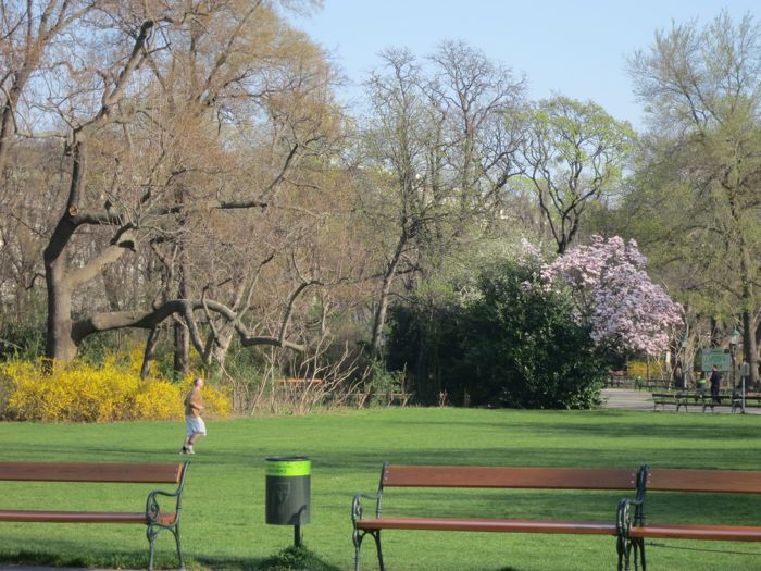 Kirschbluete Stadtpark 4.jpg