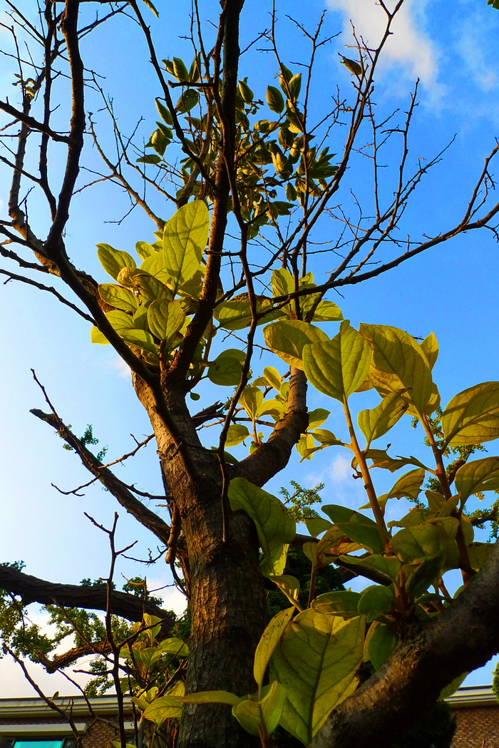 P1060238.JPG