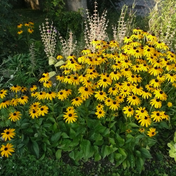 빛나는 태양모자 -Leuchtender Sonnenhut (Rudbeckia fulgida)P1200179.JPG