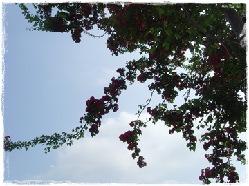 SNV30107.JPG