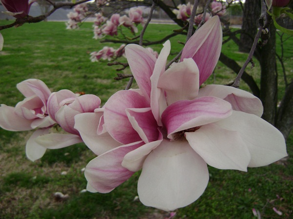 g-DSC03021.JPG