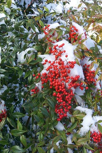 Nandina domestica.jpg