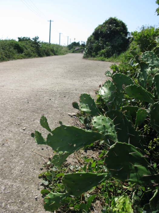 2009벌초IMG_2367.JPG