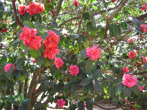 b-DSC03313.JPG