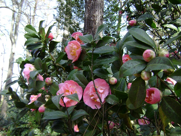 b-DSC03317.JPG
