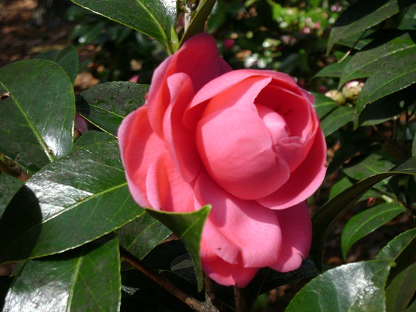 b-DSC03330.JPG