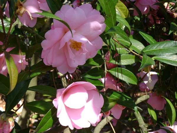 b-DSC03337.JPG