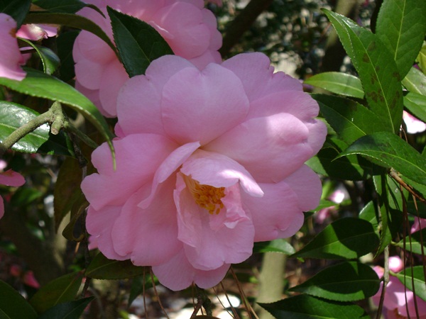 b-DSC03338.JPG