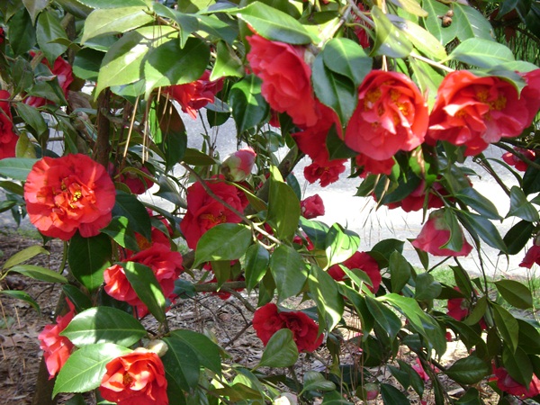 b-DSC03339.JPG