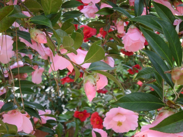 b-DSC03341.JPG
