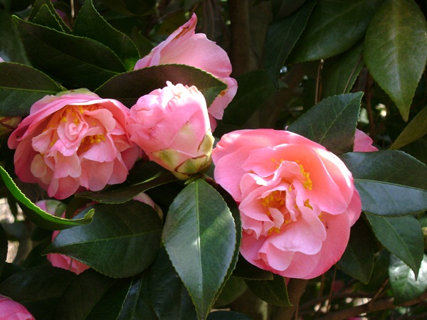 b-DSC03344.JPG