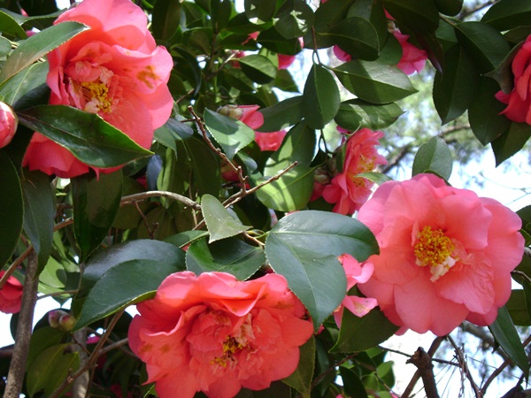 b-DSC03352.JPG