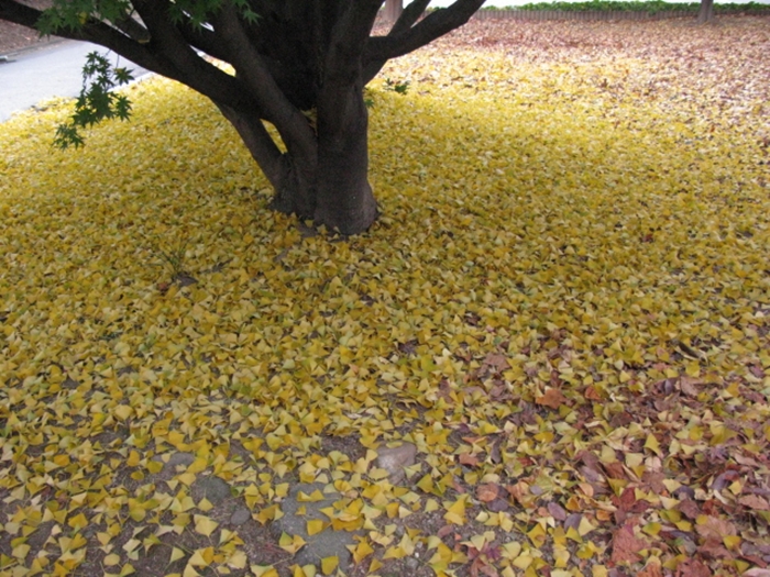 2009.현충원IMG_3111.JPG