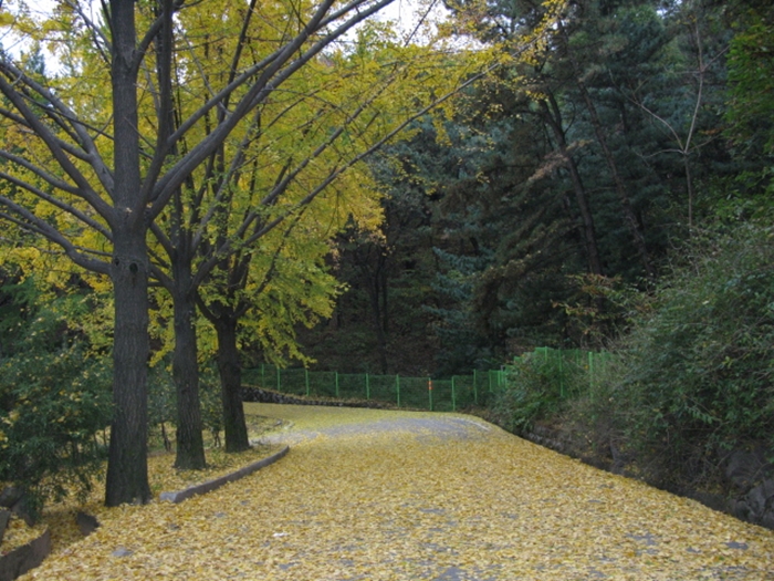 2009.현충원IMG_3096.JPG