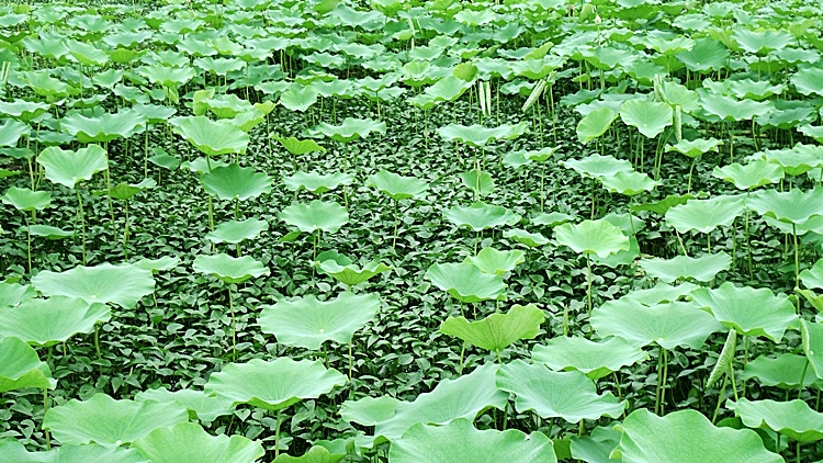 dm-20100723-59.JPG