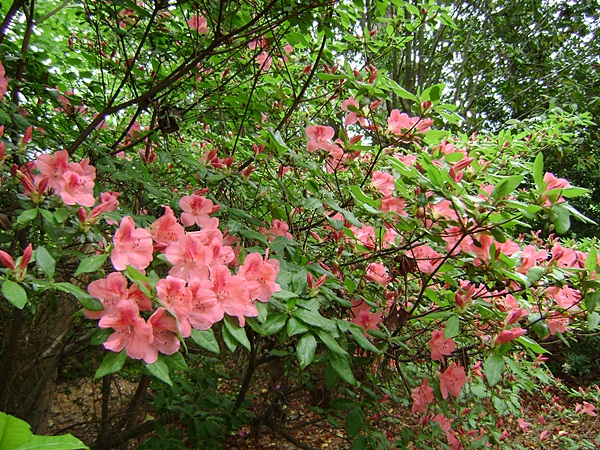 c-DSC04162.JPG