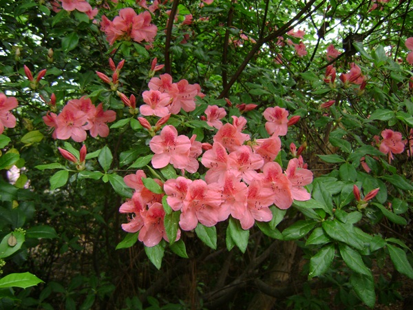 c-DSC04163.JPG