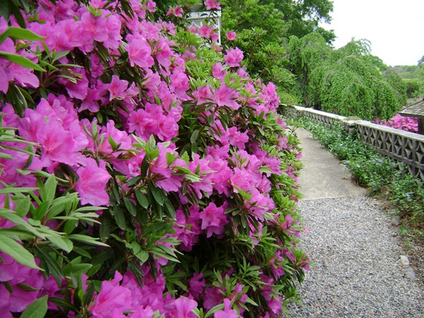 c-DSC04184.JPG