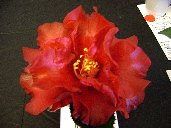 a-DSC03170.JPG