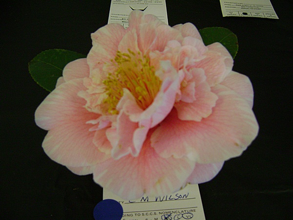 a-DSC03171.JPG