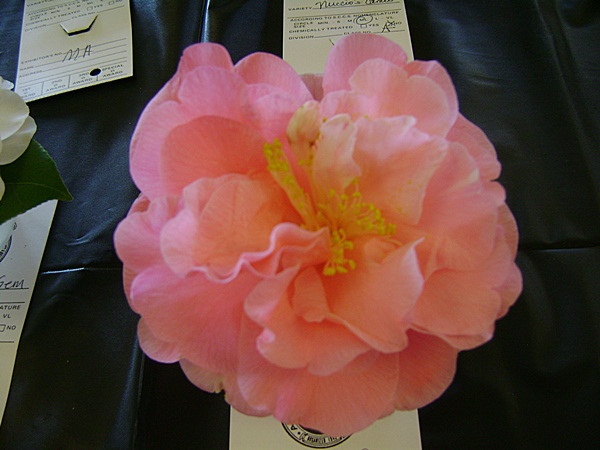 a-DSC03178.JPG