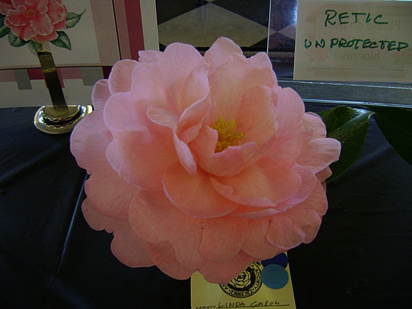 a-DSC03190.JPG