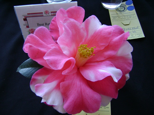 a-DSC03208.JPG