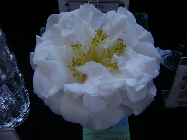 a-DSC03215.JPG