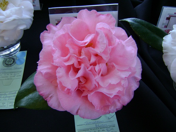 a-DSC03216.JPG