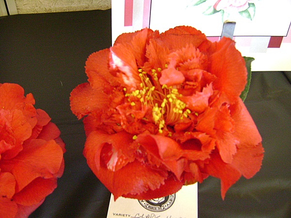 a-DSC03177.JPG