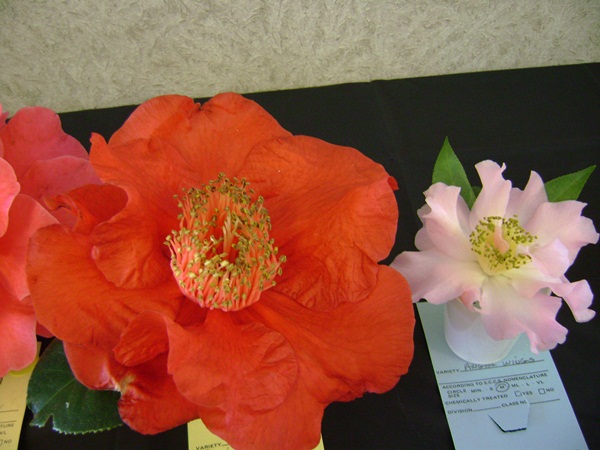 a-DSC03202.JPG