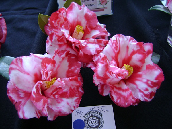 a-DSC03210.JPG