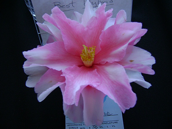 a-DSC03221.JPG
