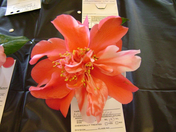a-DSC03258.JPG