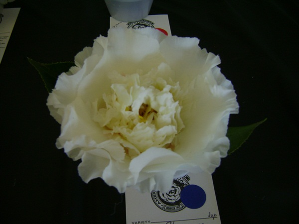 a-DSC03275.JPG