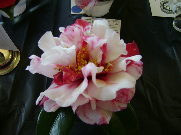 a-DSC03282.JPG