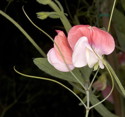 Lathyrus_odoratus_2.jpg