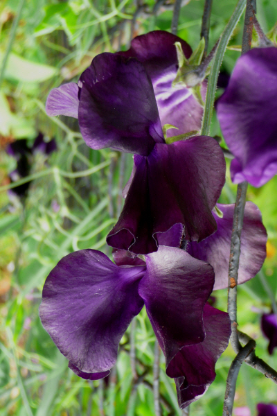 Sweet pea 3.JPG