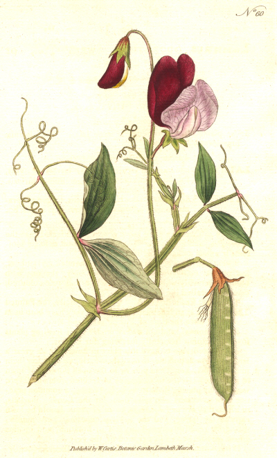 sweet pea 1.jpg