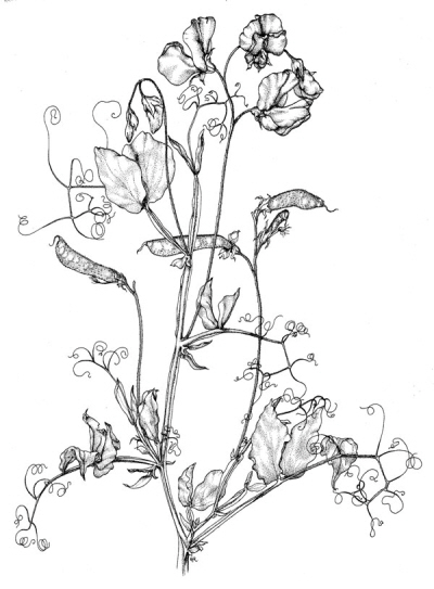 sweet pea 2_Lathyrus_odoratus.jpg